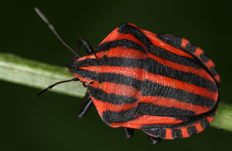 Streifenwanze (Graphosoma lineatum) - © Gernot Kunz